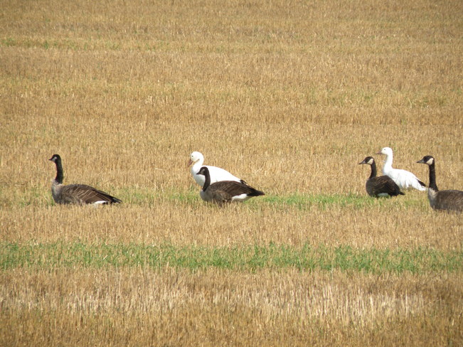 Snow Geese with Canadian Geese Heathcote, Ontario Canada