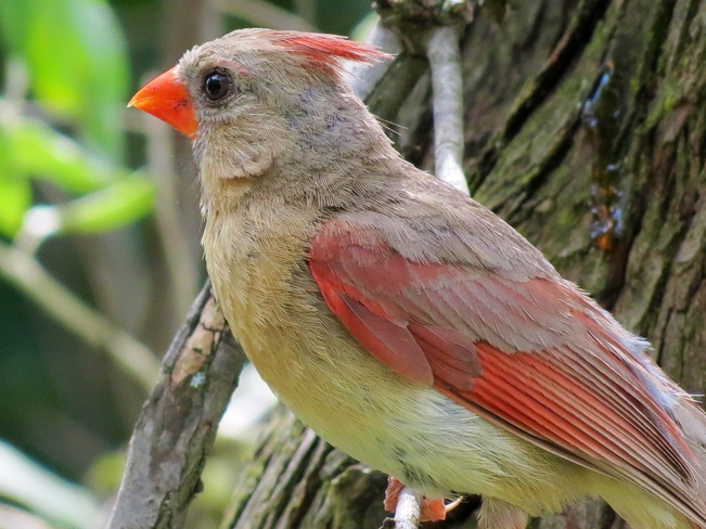 the cardinal Mississauga, Ontario Canada