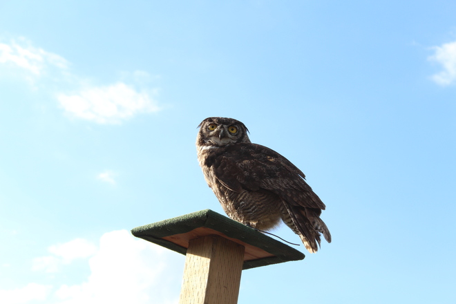 Owl Vancouver, British Columbia Canada