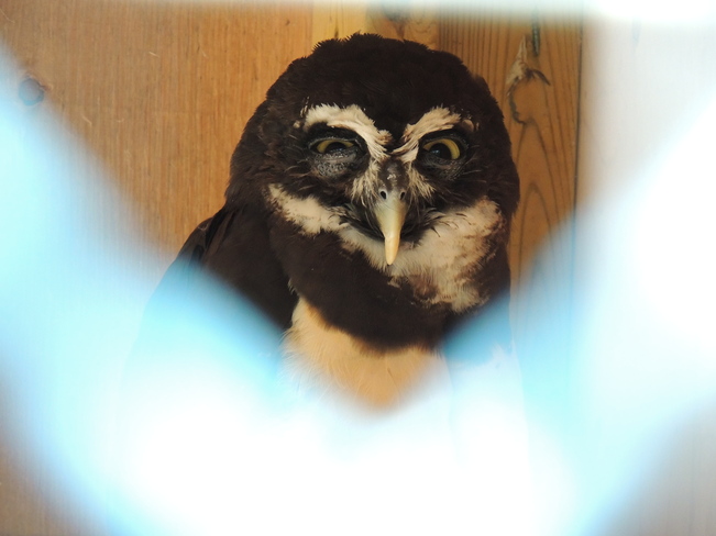 Masked Owl Midland, Ontario Canada