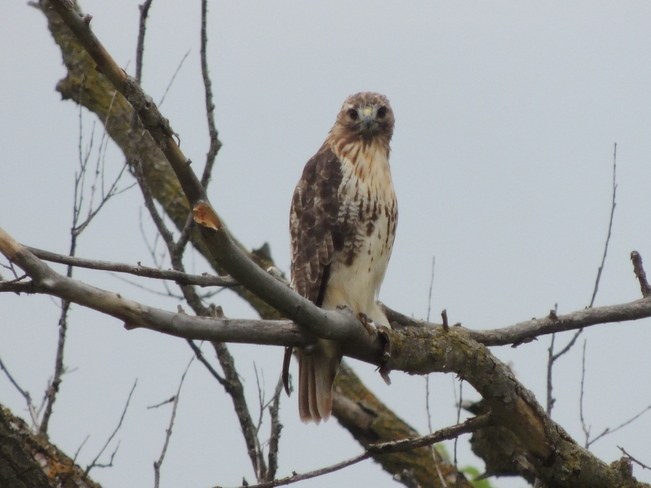 Red tailed hawk Newmarket, Ontario Canada