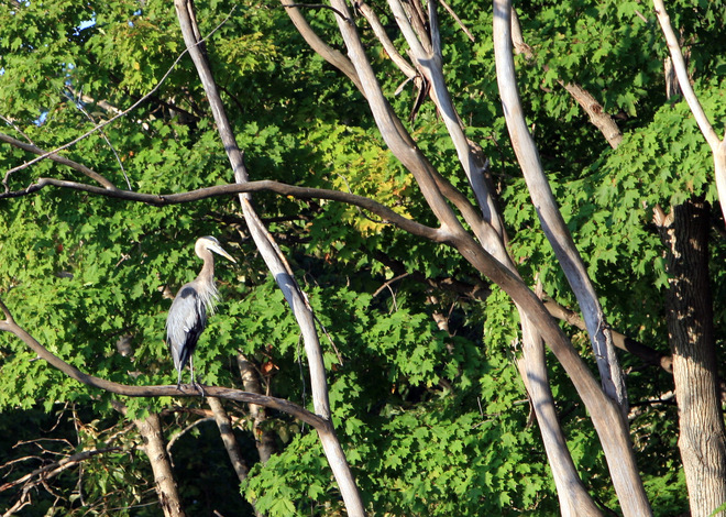 Blue Heron on Black River Sutton, Ontario Canada
