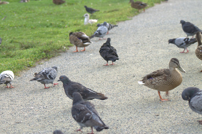 lots of ducks & pigeons Timmins, Ontario Canada