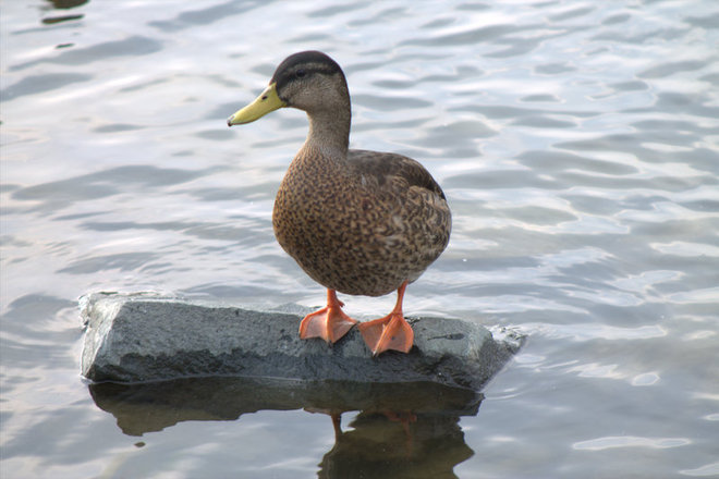 "elegant duck" Timmins, Ontario Canada