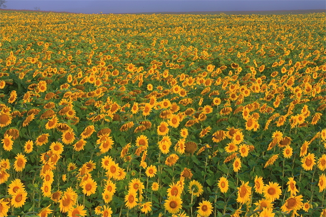 Sunflower Field Paisley, Ontario Canada