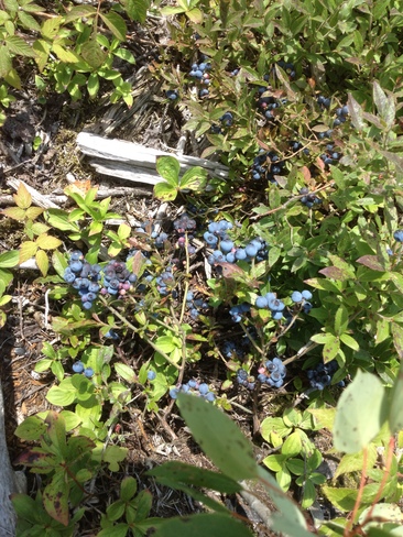 wild blueberries Dorion, Ontario Canada