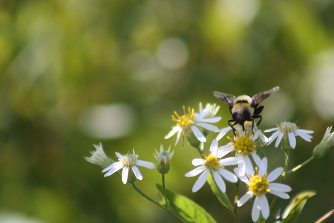 mind your beesness Capreol, Ontario Canada