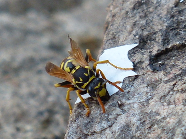 Wasp Grand Forks, British Columbia Canada