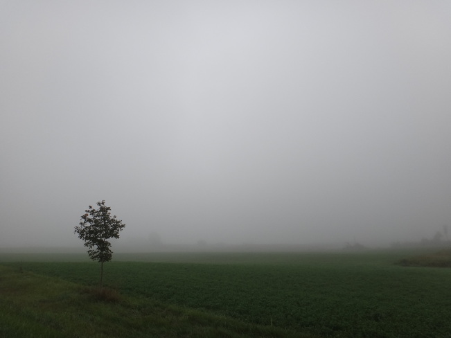 Foggy morning Clifford, Ontario Canada