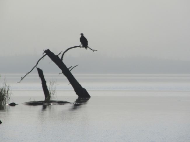 Eagle in the Mist Sioux Lookout, Ontario Canada