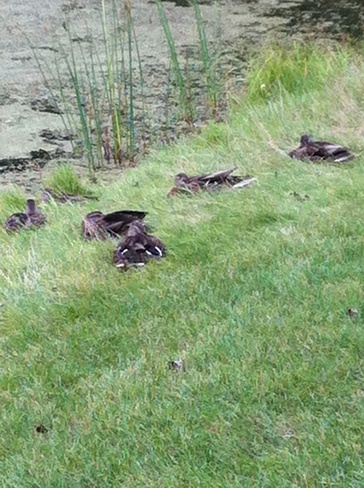 Ducks resting Mississauga, Ontario Canada