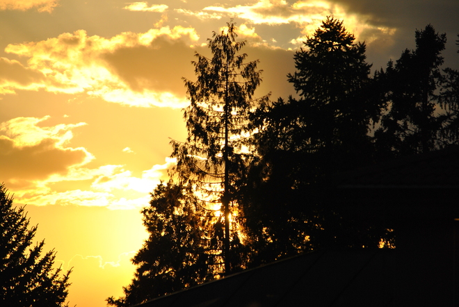 Sunset through the pines South Kelowna, British Columbia Canada