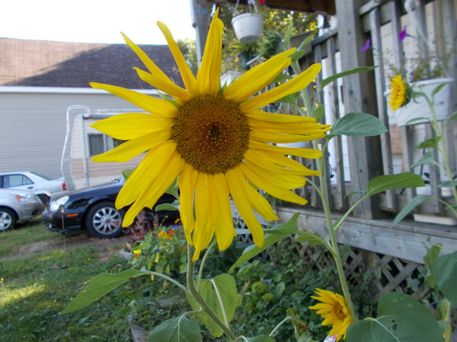 Sunflowers Truro, Nova Scotia Canada