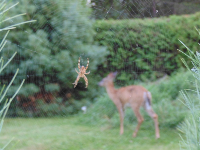 deer in spider web Rothesay, New Brunswick Canada