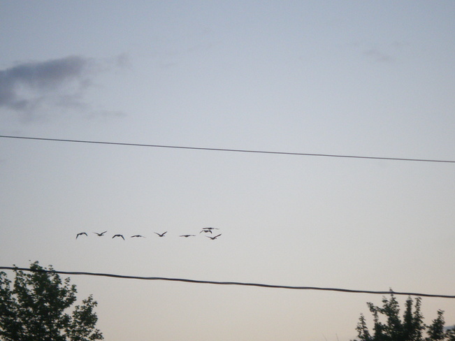 a badelynge of ducks fly by Moncton, New Brunswick Canada