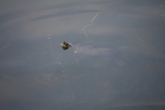 turtle swimming Clifford, Ontario Canada