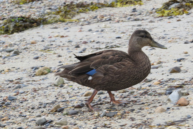 'Duckie' Chester, Nova Scotia Canada