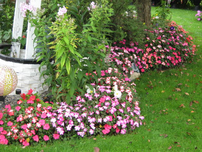 Random flower pics Markstay, Ontario Canada