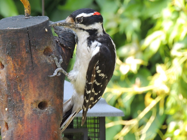 Hairy Woodpecker Oshawa, Ontario Canada
