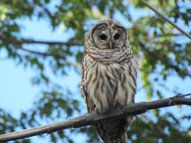 Barred Owl Long Sault, Ontario Canada