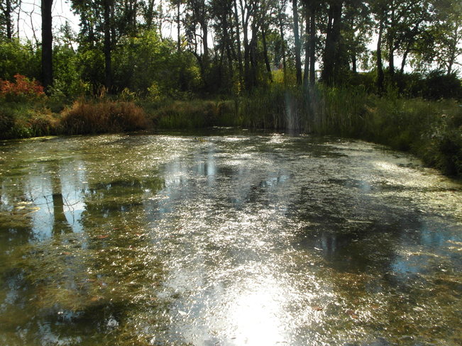 wetlands at pearce park. Calgary, Alberta Canada