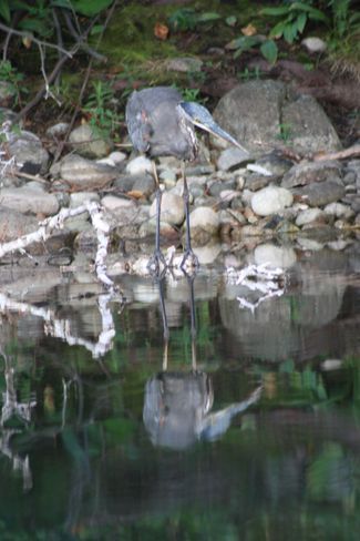 Heron Reflections Temiskaming Shores, Ontario Canada