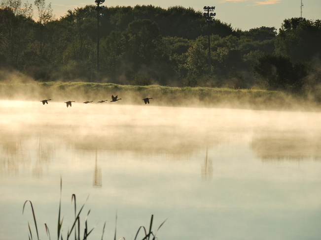 Misty Morning Takeoff Port Perry, Ontario Canada