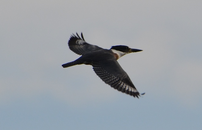 Kingfisher in flight 