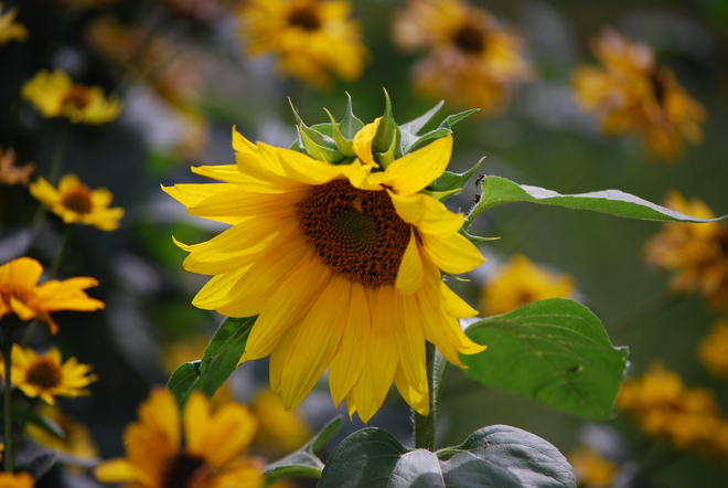 Sunflower Brandon, Manitoba Canada