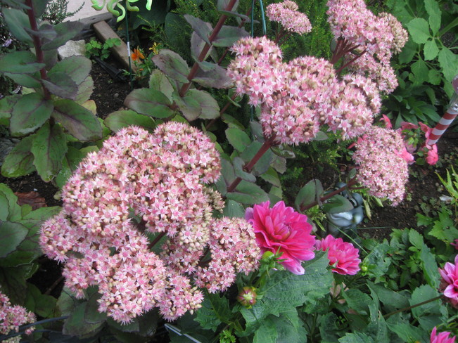 sedum in bloom Surrey, British Columbia Canada