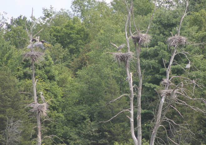 Nesting Herons! Brockville, Ontario Canada