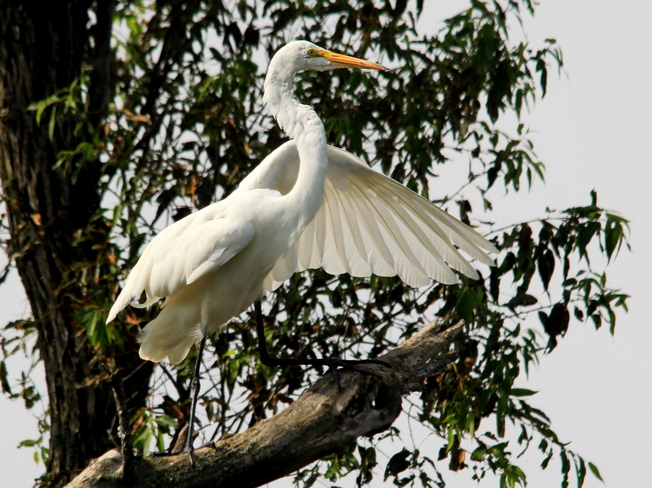 Great Egret Pointing The Way! Fergus, Ontario Canada