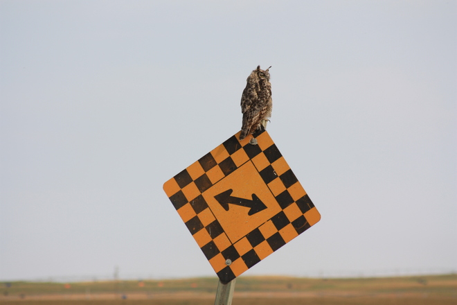 Great Horned Owl Enchant, Alberta Canada
