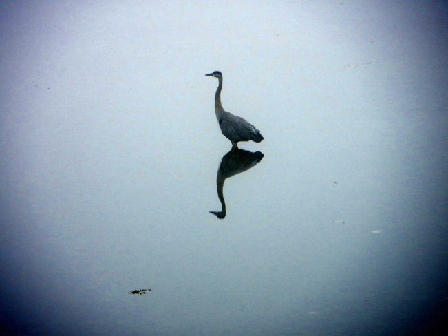 Heron in the fog Sidney, British Columbia Canada