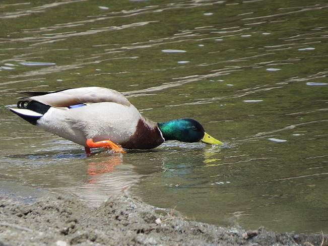 Male Mallard Duck Sudbury, Ontario Canada