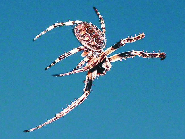 Spider 01 Sault Ste. Marie, Ontario Canada