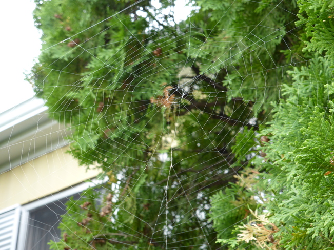 Spider Web Edmonton, Alberta Canada