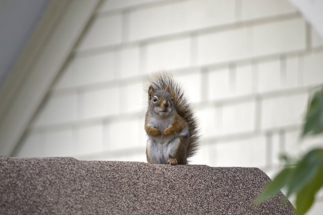Squirrel Winnipeg, Manitoba Canada