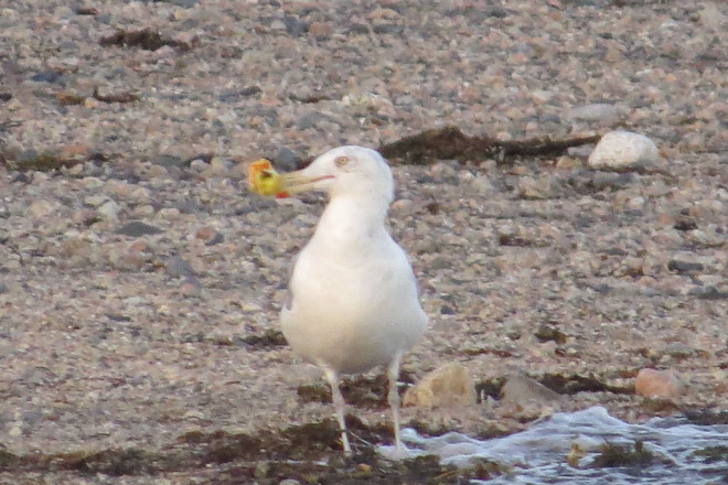 Herring Gull Playing With A Crabapple Chester, Nova Scotia Canada