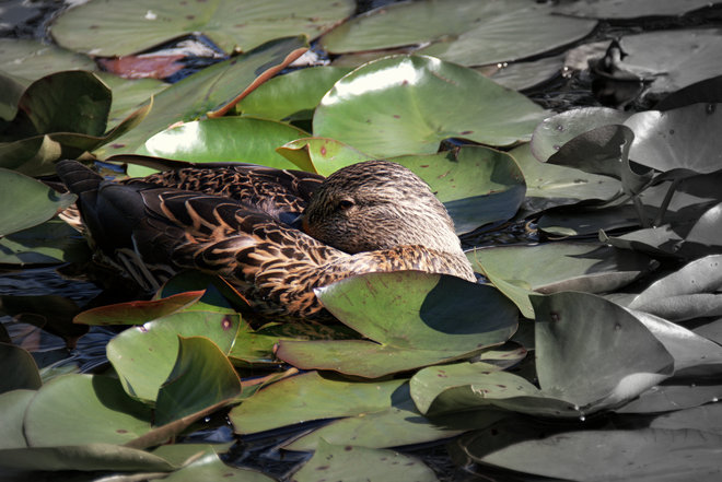 Peeking Duck Richmond, British Columbia Canada