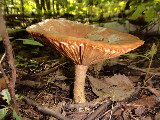 perfect mushroom Orangeville, Ontario Canada