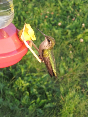 hummingbird Sudbury, Ontario Canada