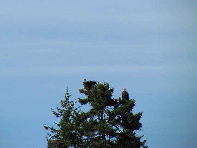 Two Eagles Saint George, New Brunswick Canada