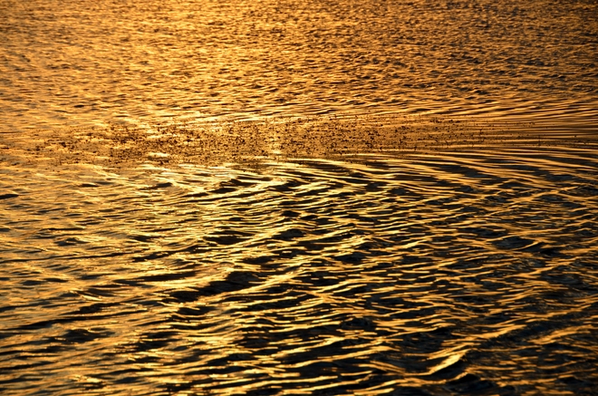 Golden ripples Saskatoon, Saskatchewan Canada