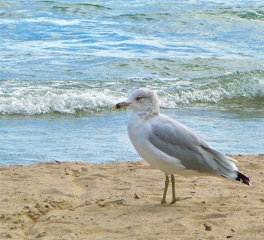 Seagull , Lake Ontario Port Hope, Ontario Canada