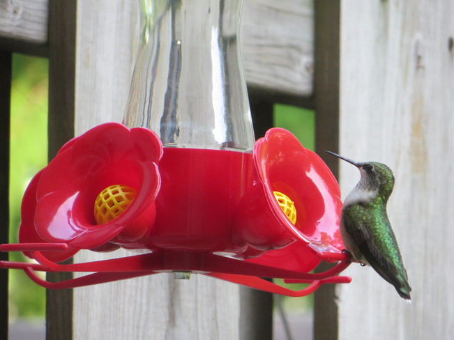 female ruby-throated hummingbird 