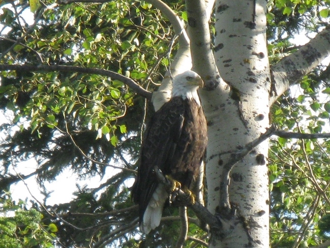 Nakina Eagle. Nakina, Ontario Canada