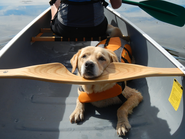 Canoeing with the Dog Williams Lake, British Columbia Canada