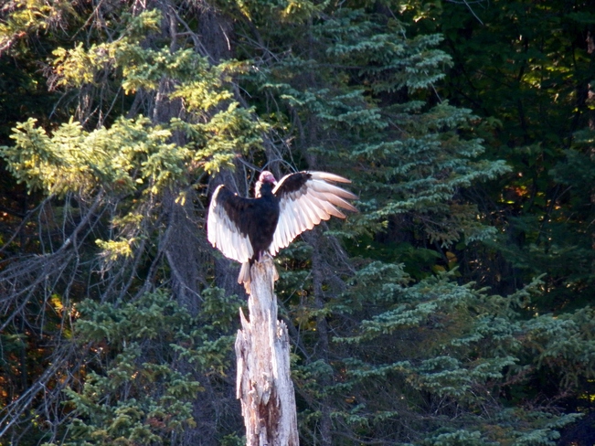 Turkey Vulture strikes a pose Elliot Lake, Ontario Canada