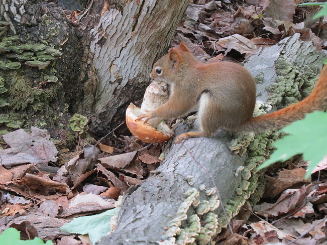 Squirrel Eating Mushroom Sudbury, Ontario Canada